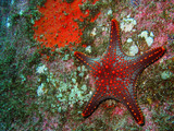 Sky Dancer Liveaboard Sky Dancer Liveaboard