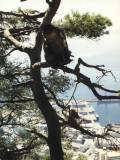 Gibraltar: Here is one of the famous monkeys of Gibraltar. As long as the Barberry Apes are still on the rock, the British will still rule Gibraltar. When the monkeys were dying off, they had fresh ones imported from Africa.