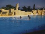 Loro Parque, Tenerife: More Dolphin tricks.