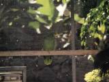 Loro Parque, Tenerife: Oh yeah, there were some parrots here too.