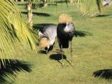 Loro Parque, Tenerife: The park is a small zoo, mostly birds. These were the most interesting, but I don't know what they are yet.