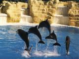Loro Parque, Tenerife: And still more...