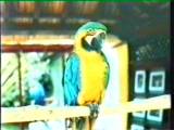 Loro Parque, Tenerife: Another colorful parrot.