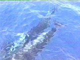 Tenerife: They made repeated passes past and under the boat.