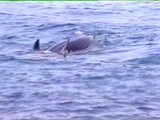 Tenerife: The whales frequently popped out of the water to get a better look at us. Sometimes they would swim upside down at the surface so their eyes would be out of the water.