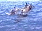 Tenerife: As they get closer to us, we see there is a large family of them.