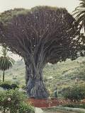Tenerife: Since it's a fairly young volcanic island, there are eruptions every few years. For some reason, this tree was spared an estimated 3000 years of lava flows.