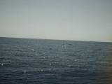 Tenerife: The only picture I've been able to find (so far) of our trip a few miles off the coast where a family of Sperm Whales lives year round. These whales eventually go right up to the boat where we could almost pet them.