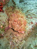 Diving in Cabo Diving in Cabo