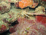 Diving in Belize Diving in Belize