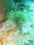 Diving in Belize Diving in Belize