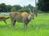 Lion Country Safari Lion Country Safari