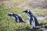 Punta Arenas, Chile and Otway Penguin Reserve Punta Arenas, Chile and Otway Penguin Reserve