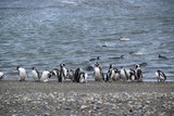Punta Arenas, Chile and Otway Penguin Reserve Punta Arenas, Chile and Otway Penguin Reserve