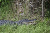 The Everglades - Shark Valley The Everglades - Shark Valley